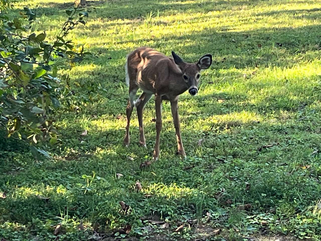 Oh Deer