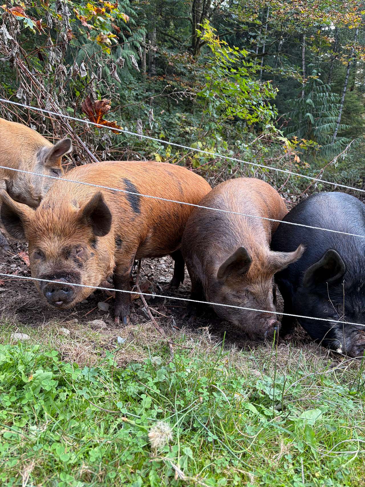 Chuckanut Hills Farm & Camp