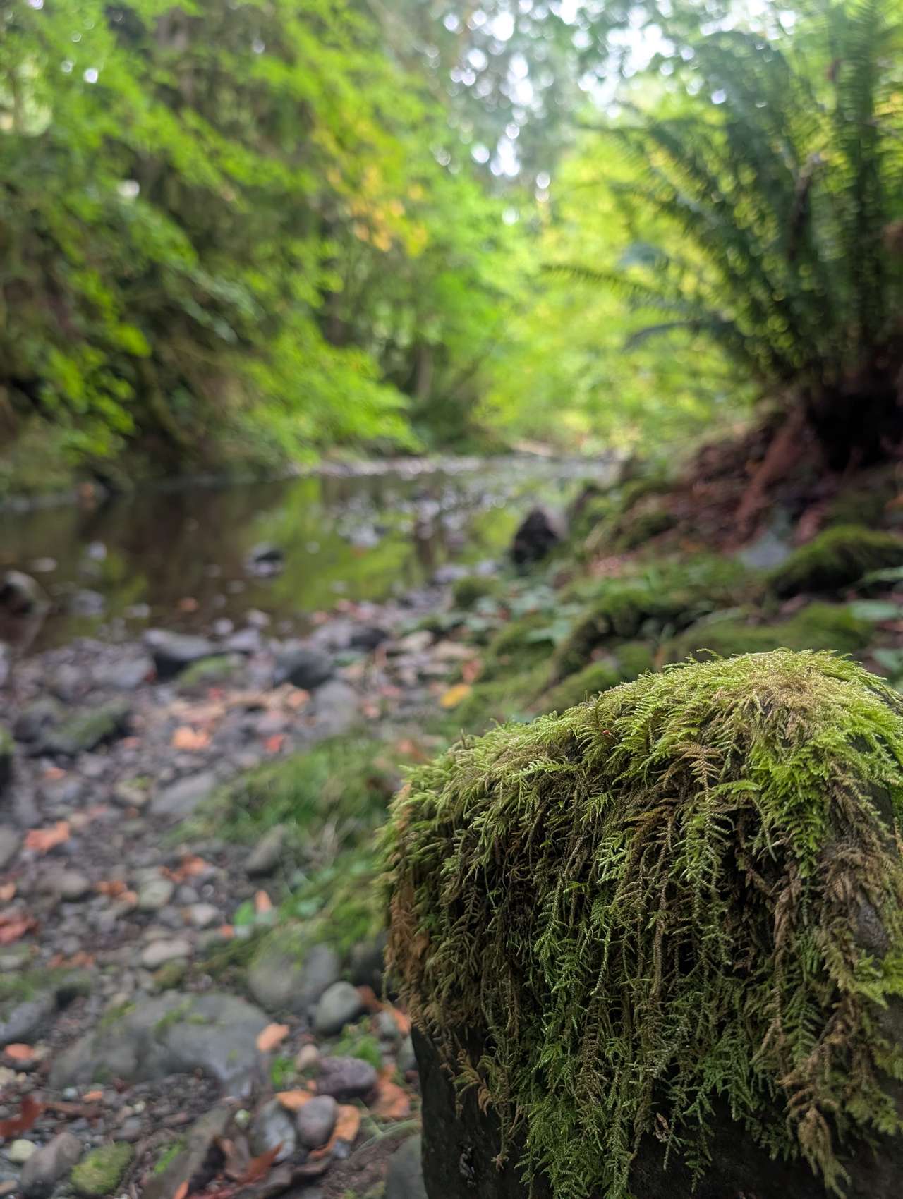 Cedar+Fern