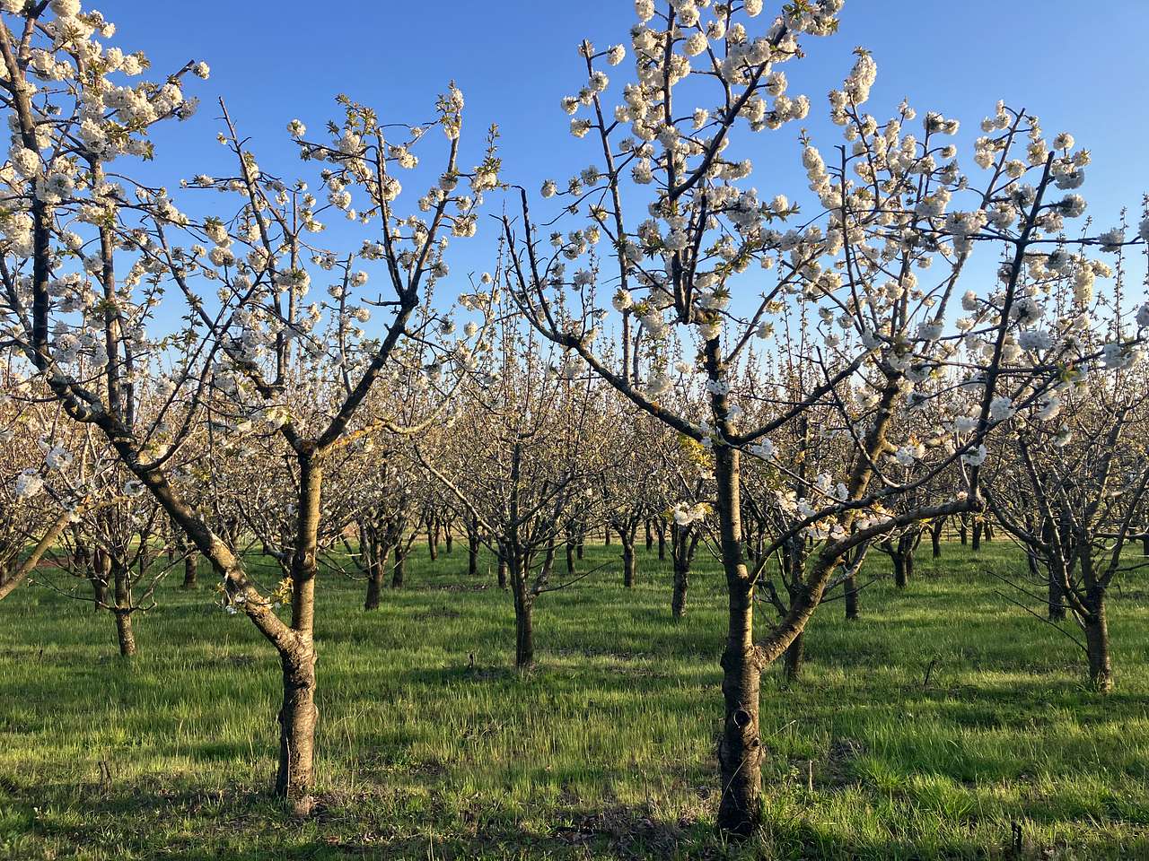 The Orchard