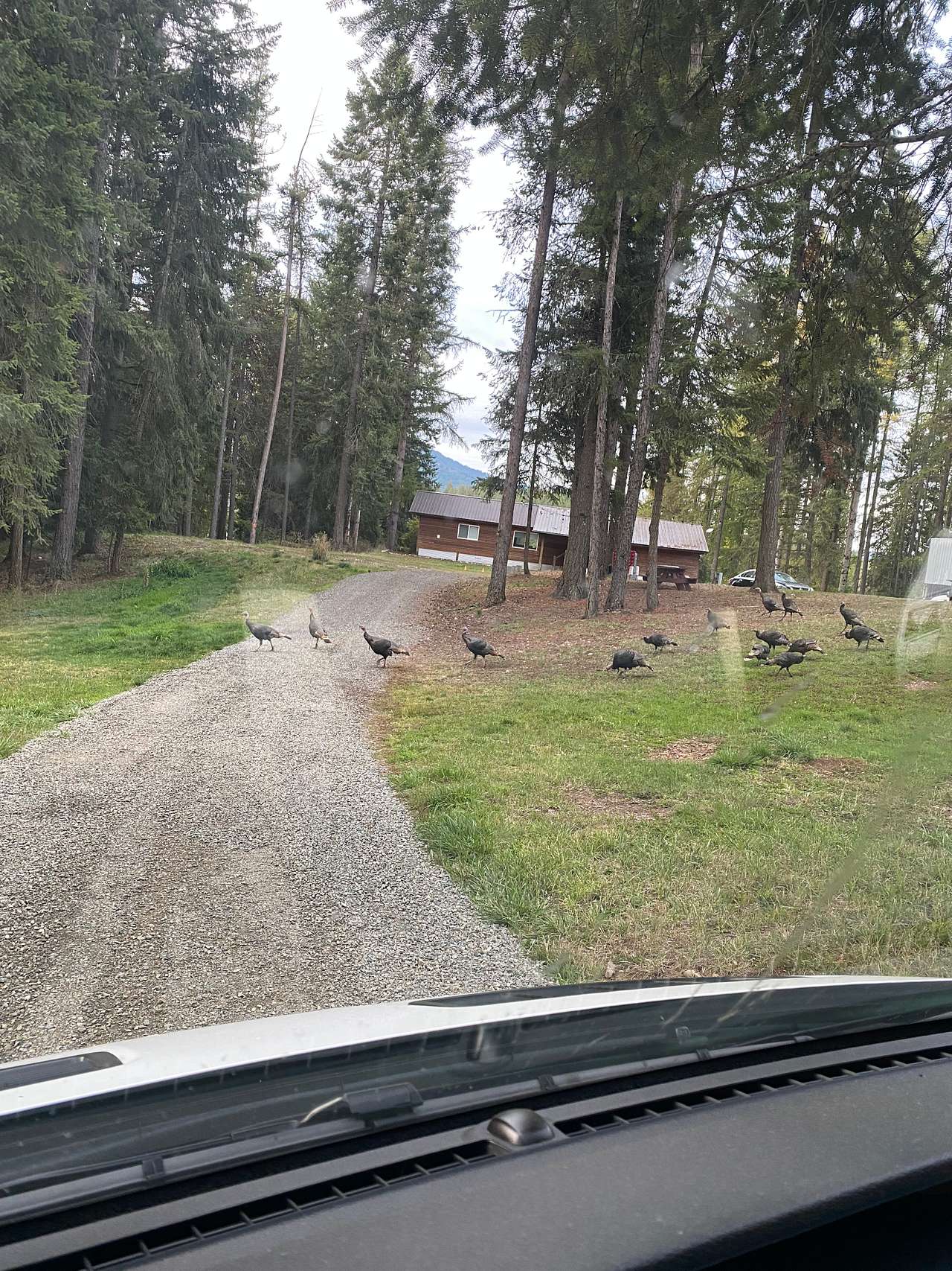 Counted close to 20 turkeys in the morning