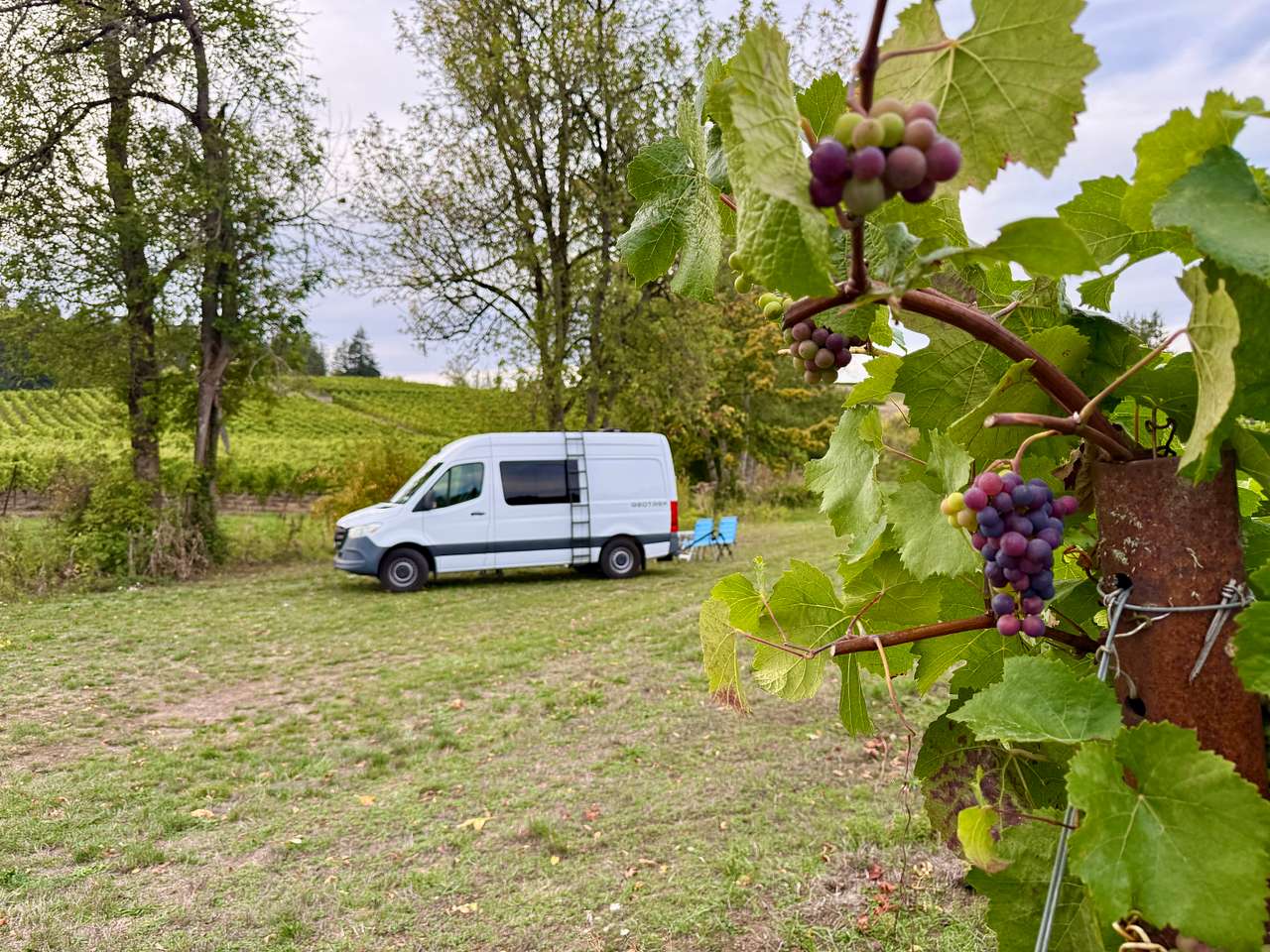 Zenith Vineyard Camping