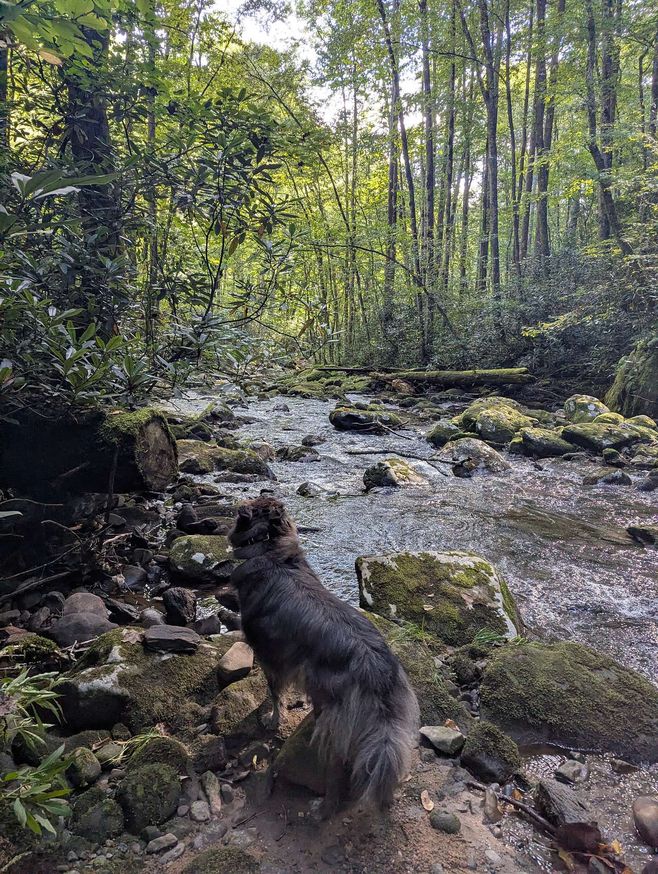 Mountain Creek Rest