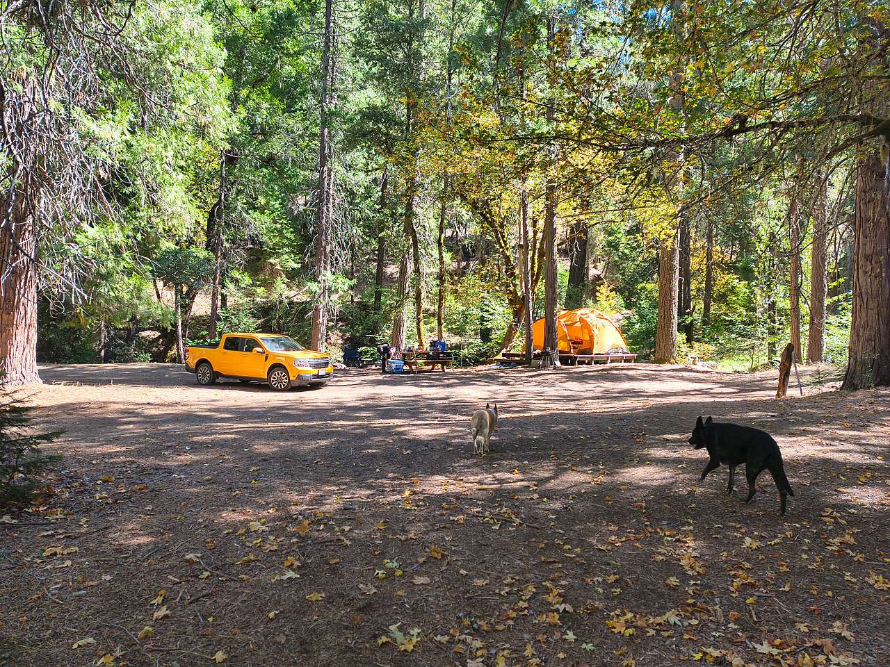 dogs at camp