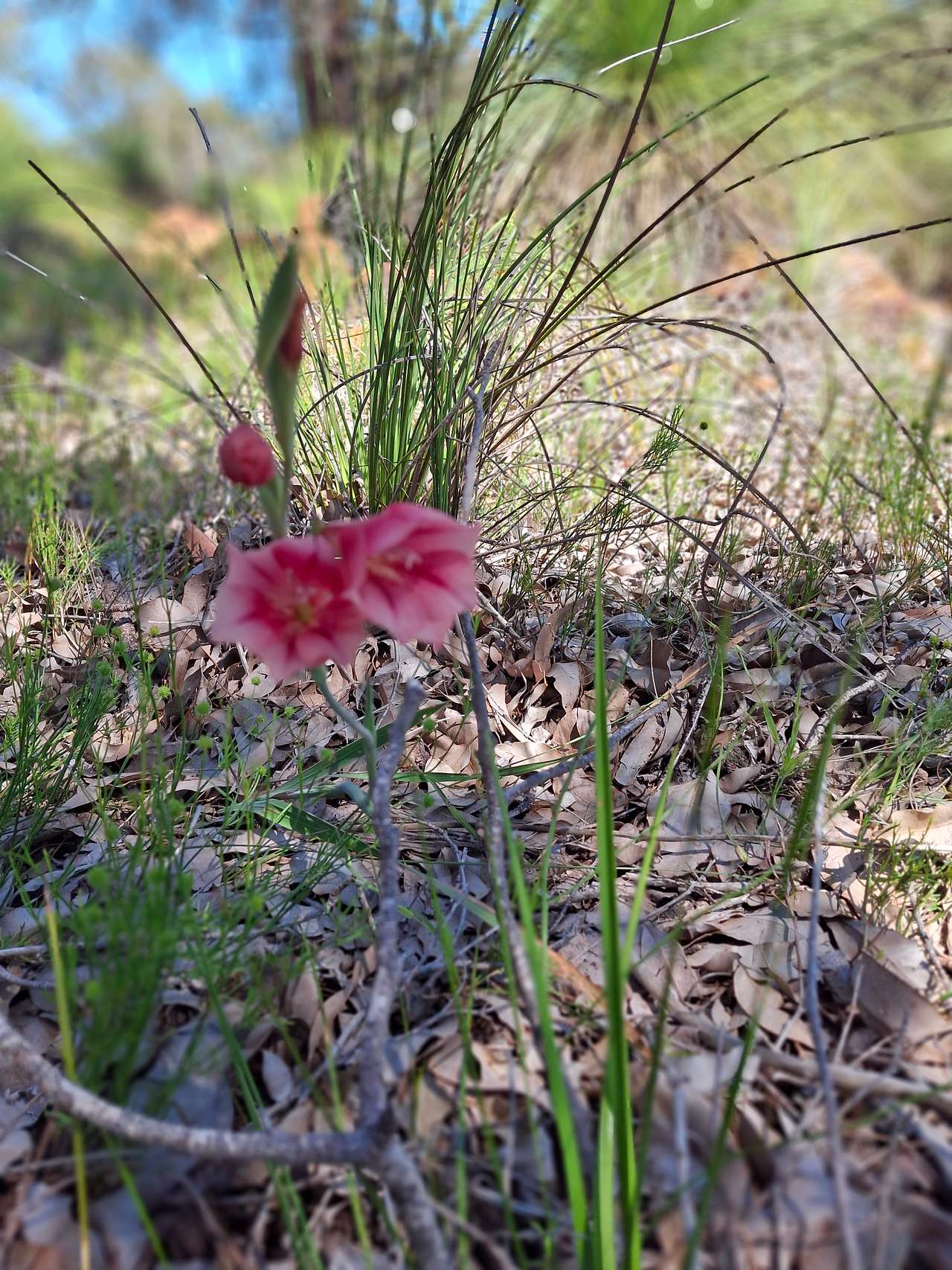 Chittering Acres