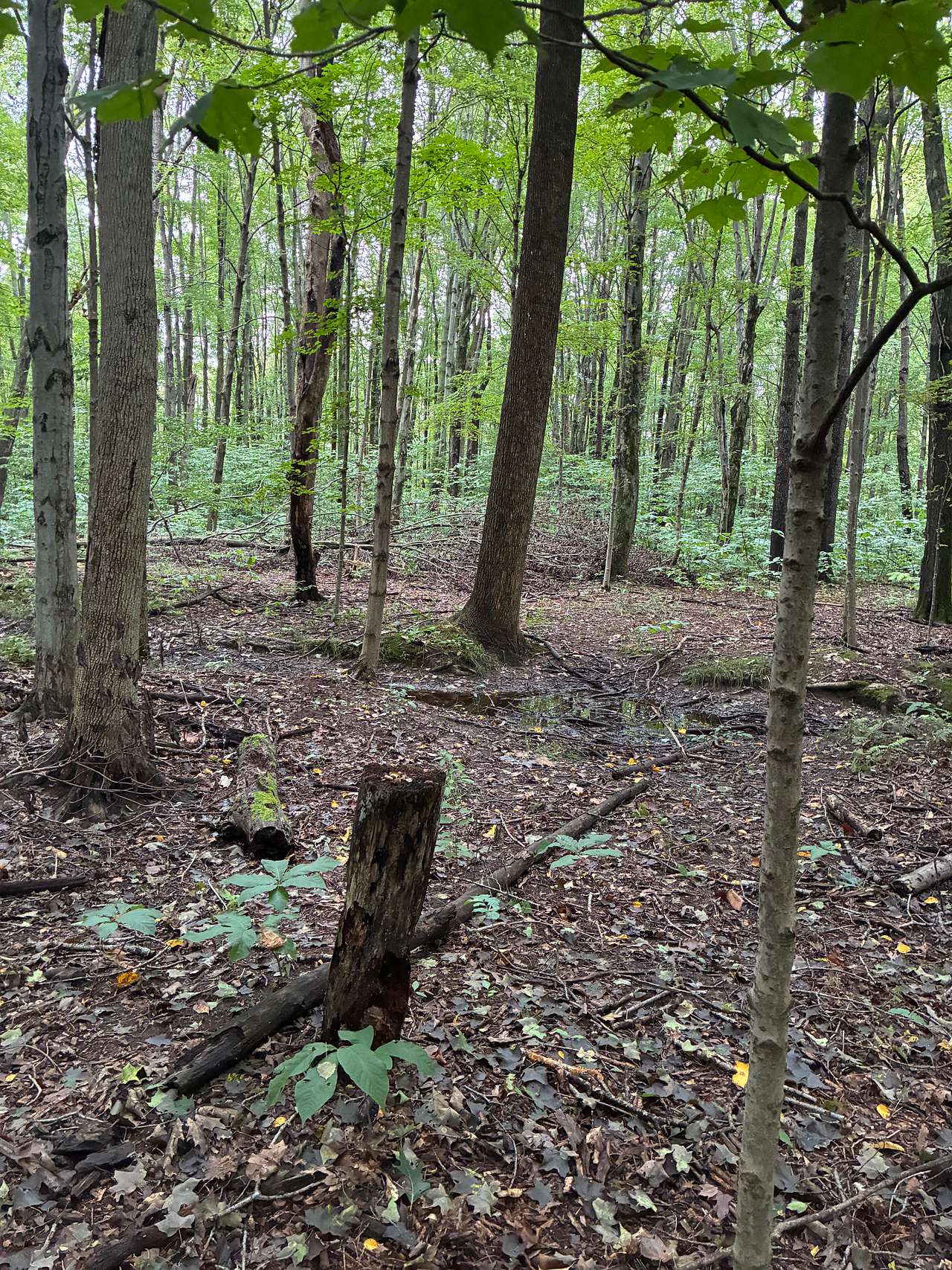 20 Acre Woods