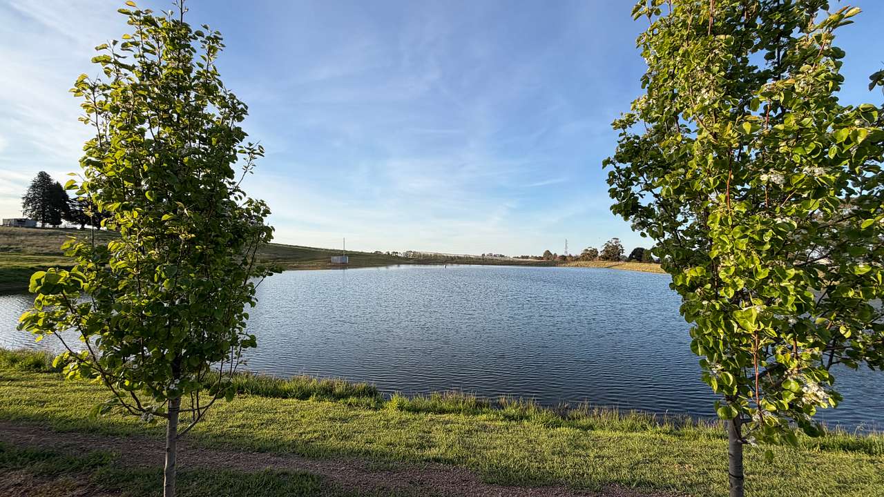 The Apple Orchard