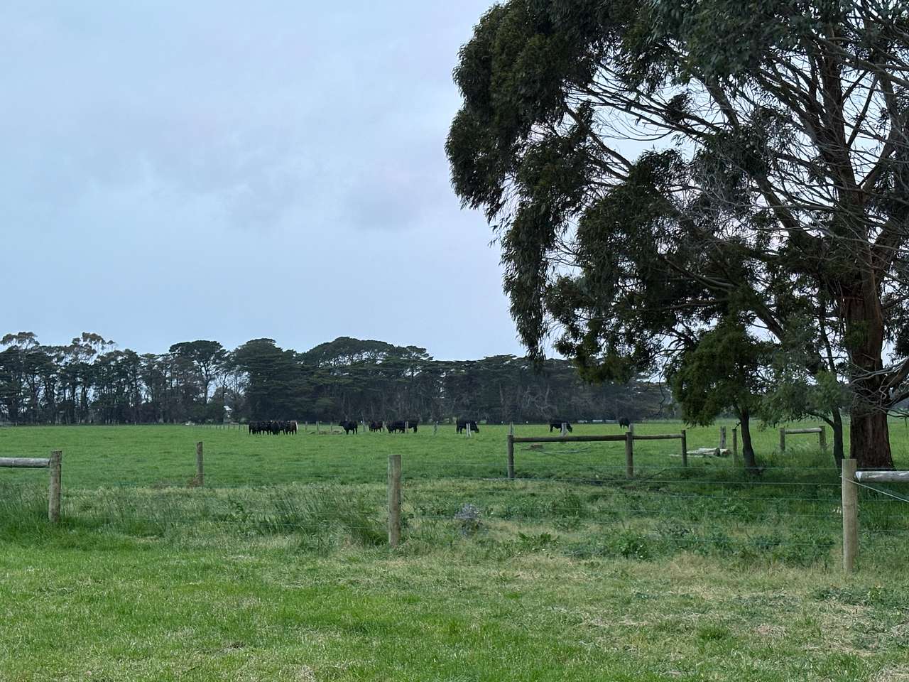 Pappins Paddock