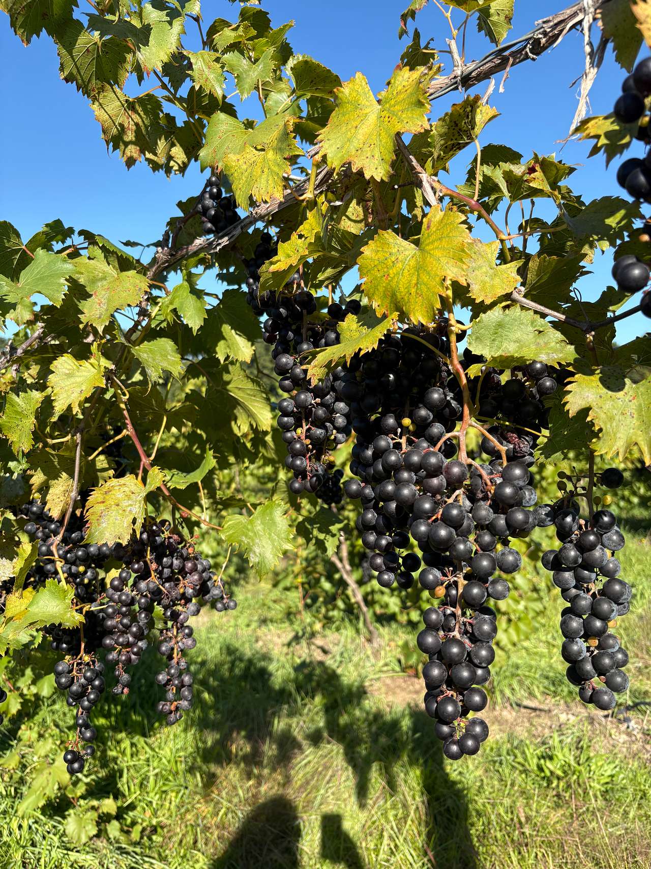 Hunt’s Hillside Vineyards