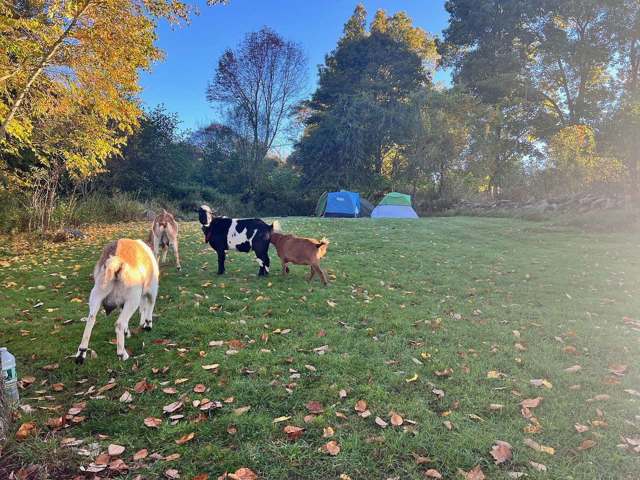 Rosy Goat Farm
