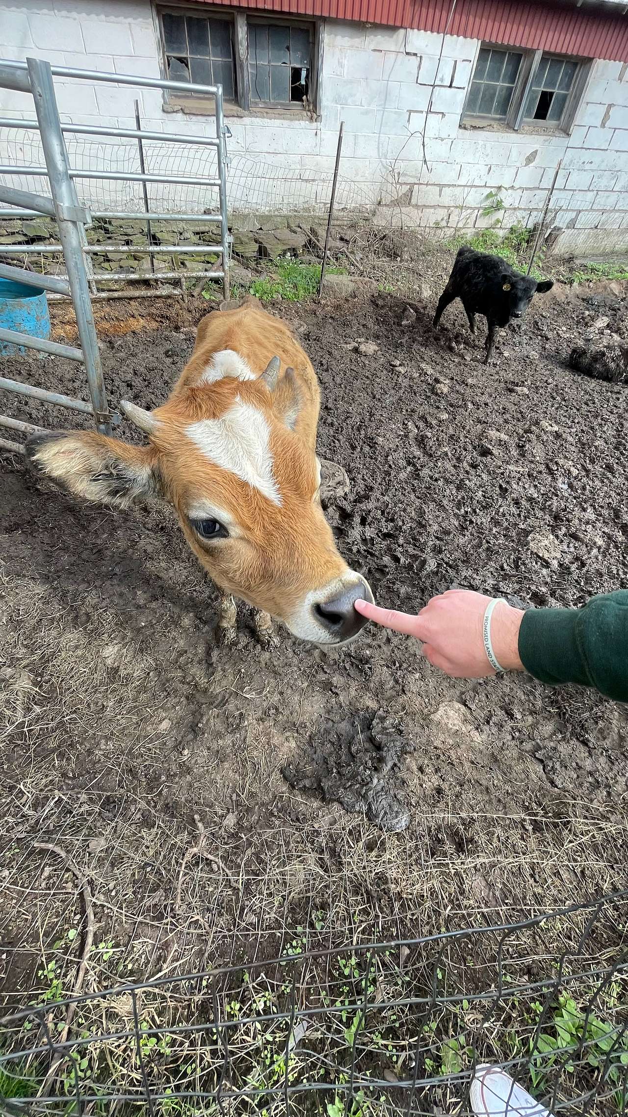 Sweetheart the cow! 