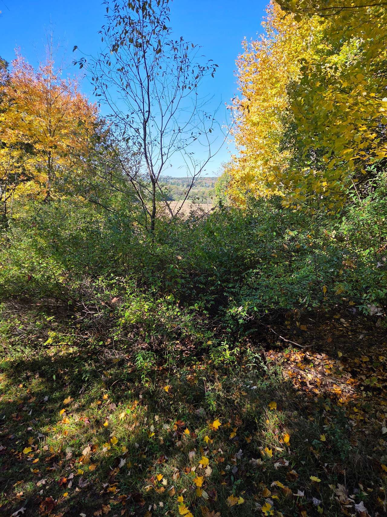 Meteor Ridge Forest