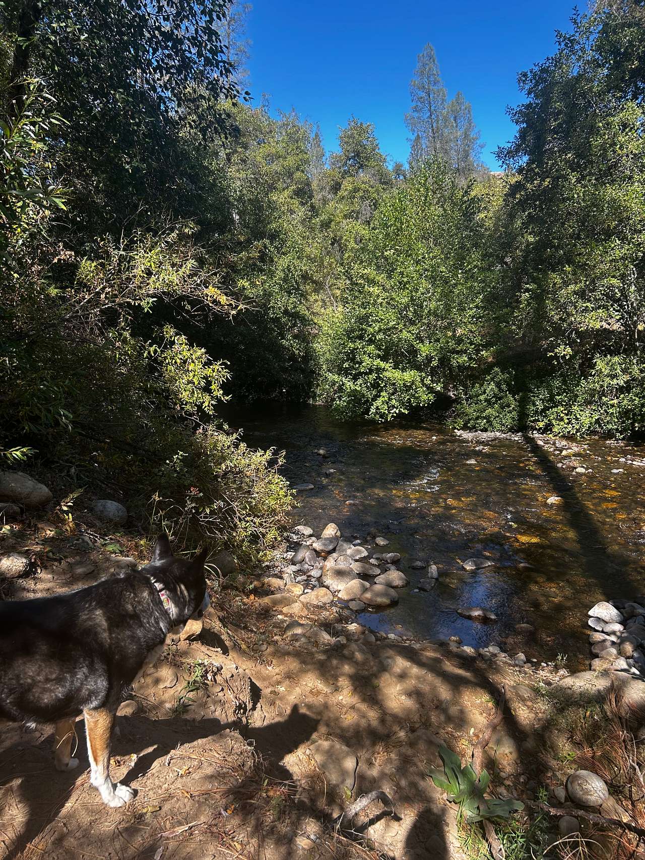 Cosumnes River Somerset Camp