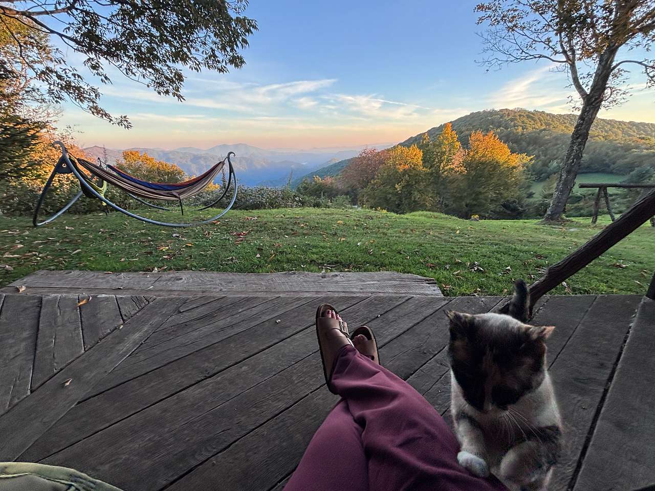 Lucy the cabin cat