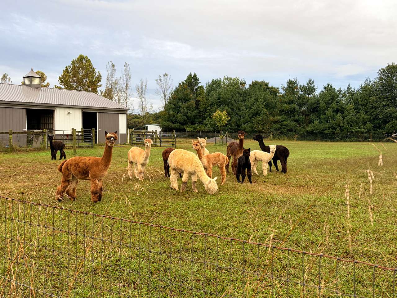 Outstanding Dreams Alpaca Farm
