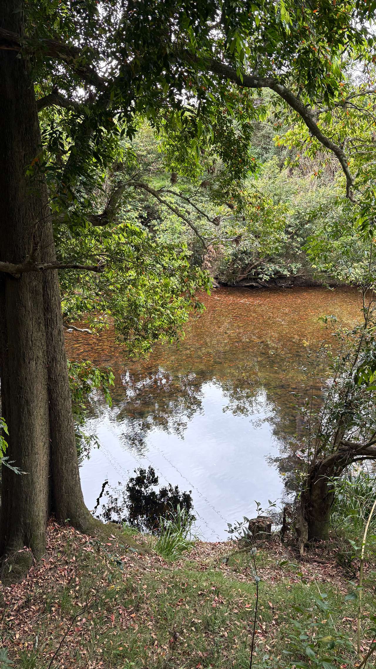 Willowbank