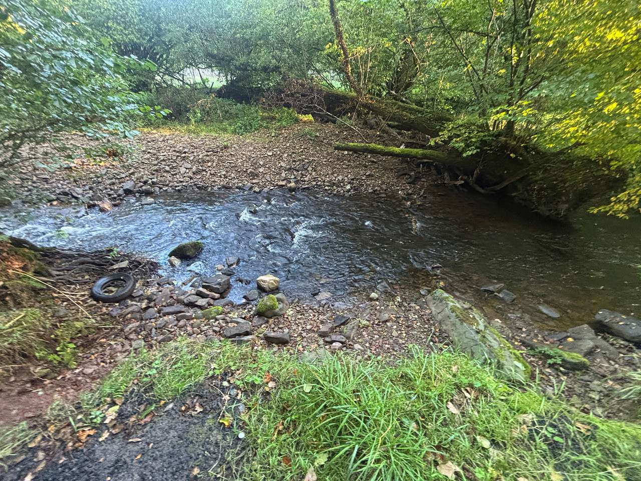 Pytingwyn Woods