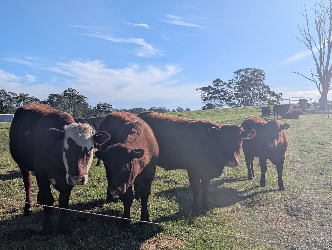 Coorie Vale