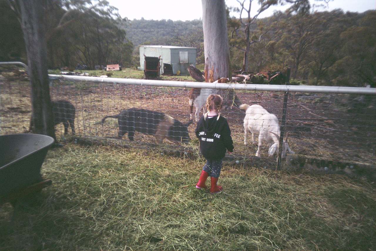 Feeding the farmyard animals