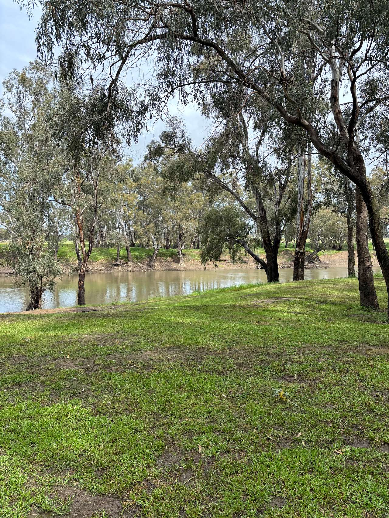 Palm Cove On The Murrumbidgee
