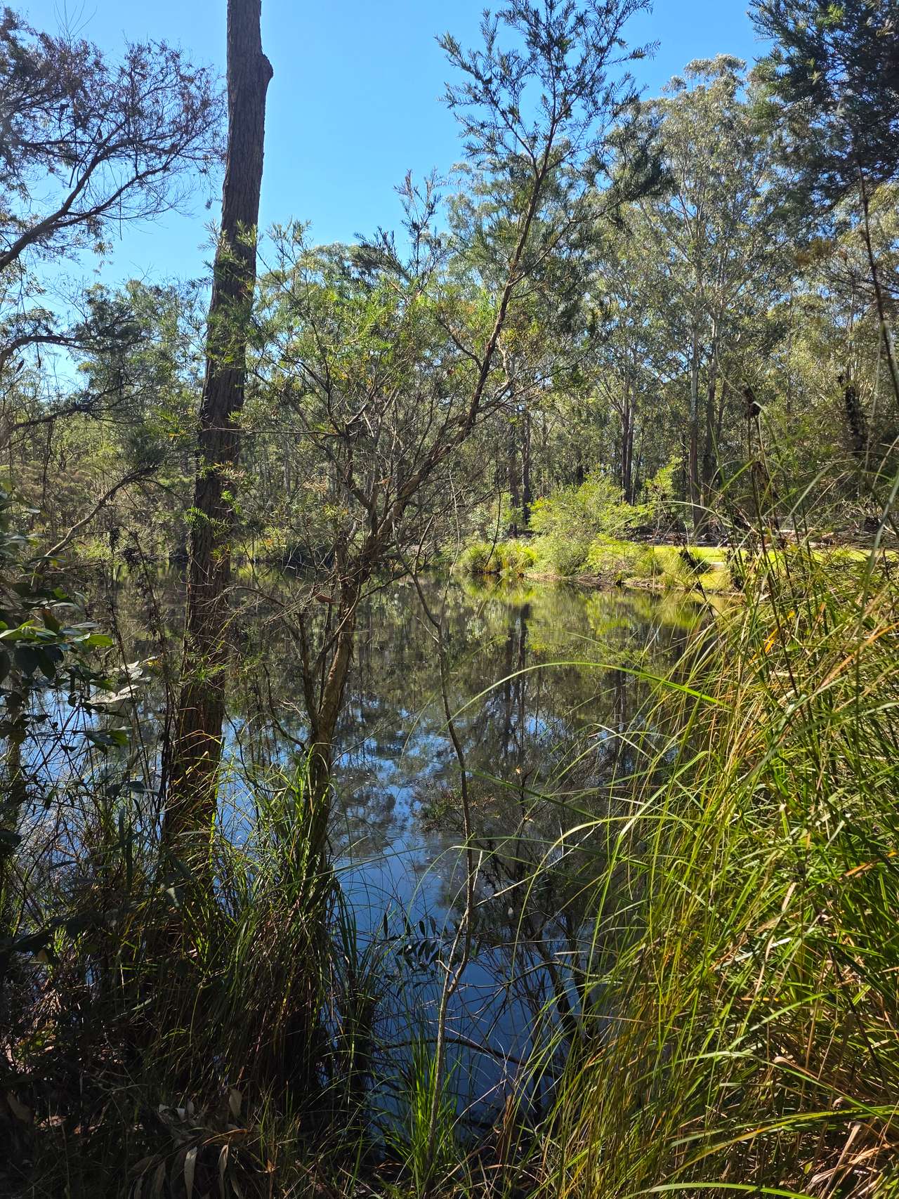 Mistinthegumtrees - Budget 2 Glamping