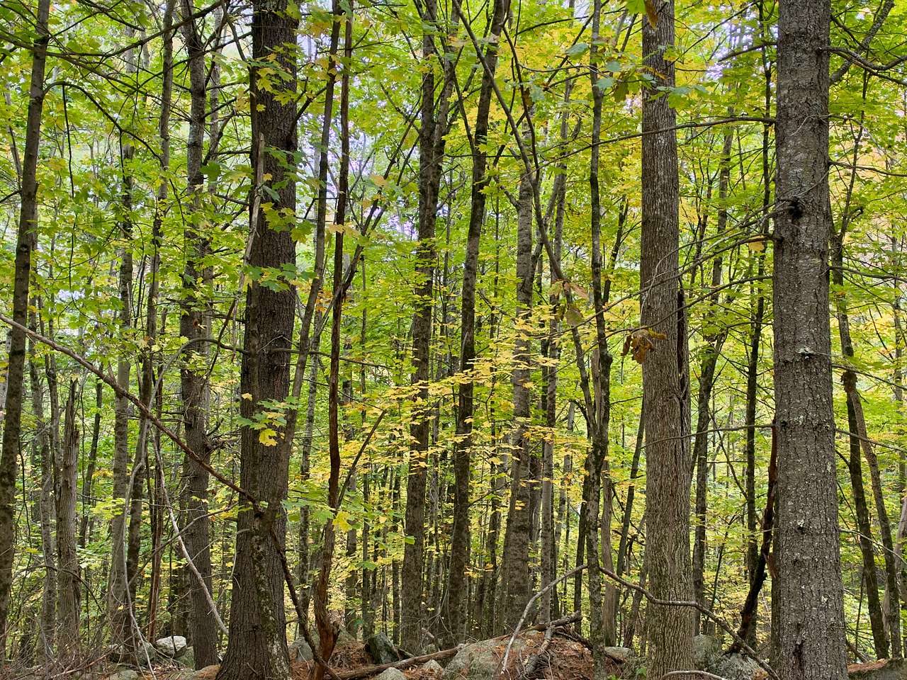 Part of John and Pat's forest regeneration