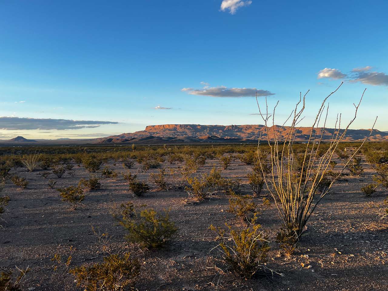 Ocotillo Flats Camping