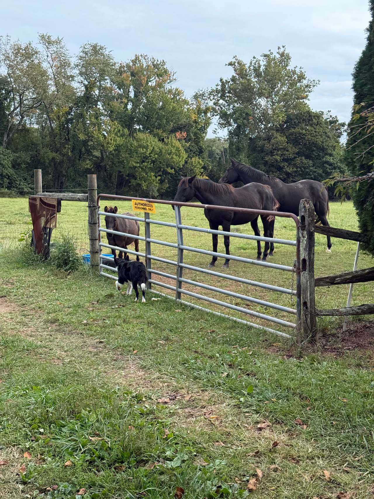 Maple Grove Farm