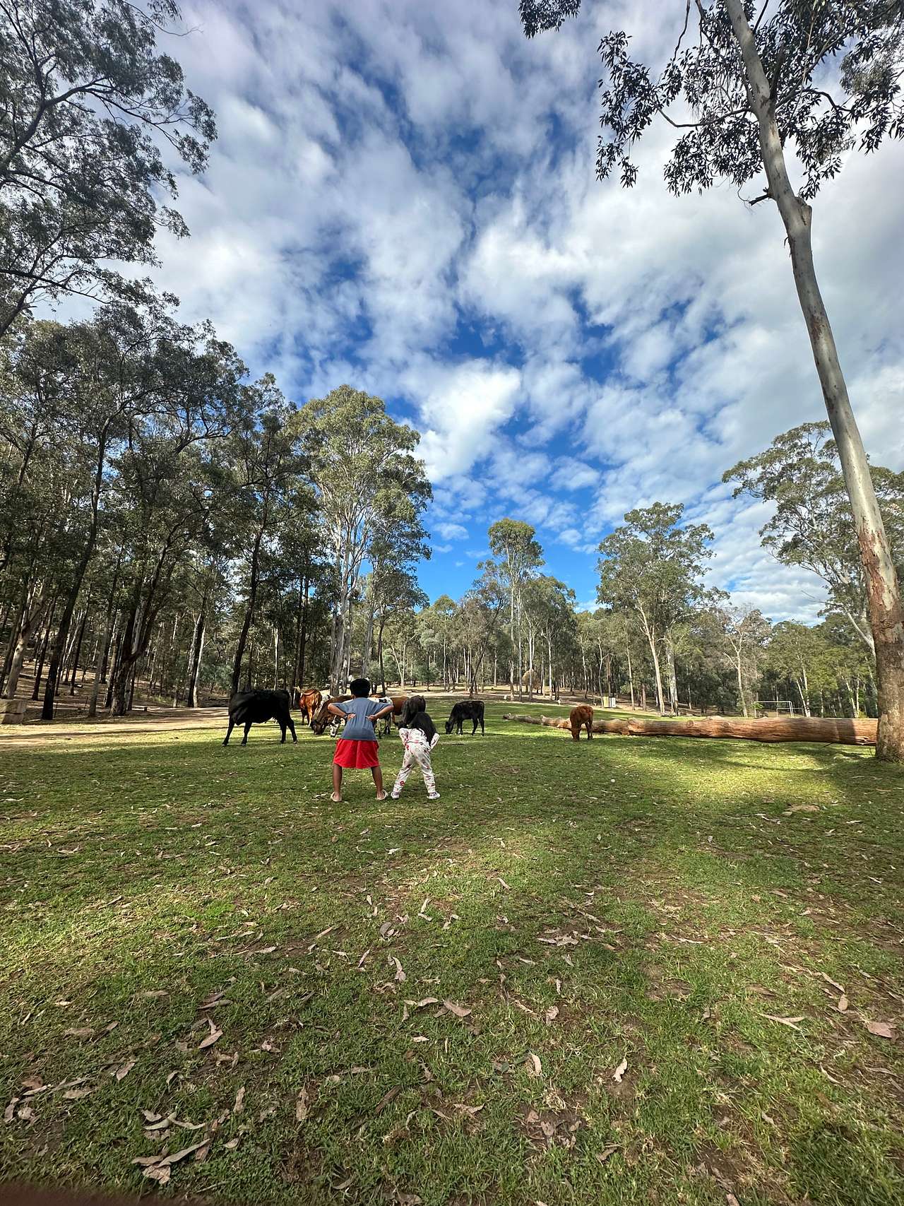 One of the best time in the campground with the cows