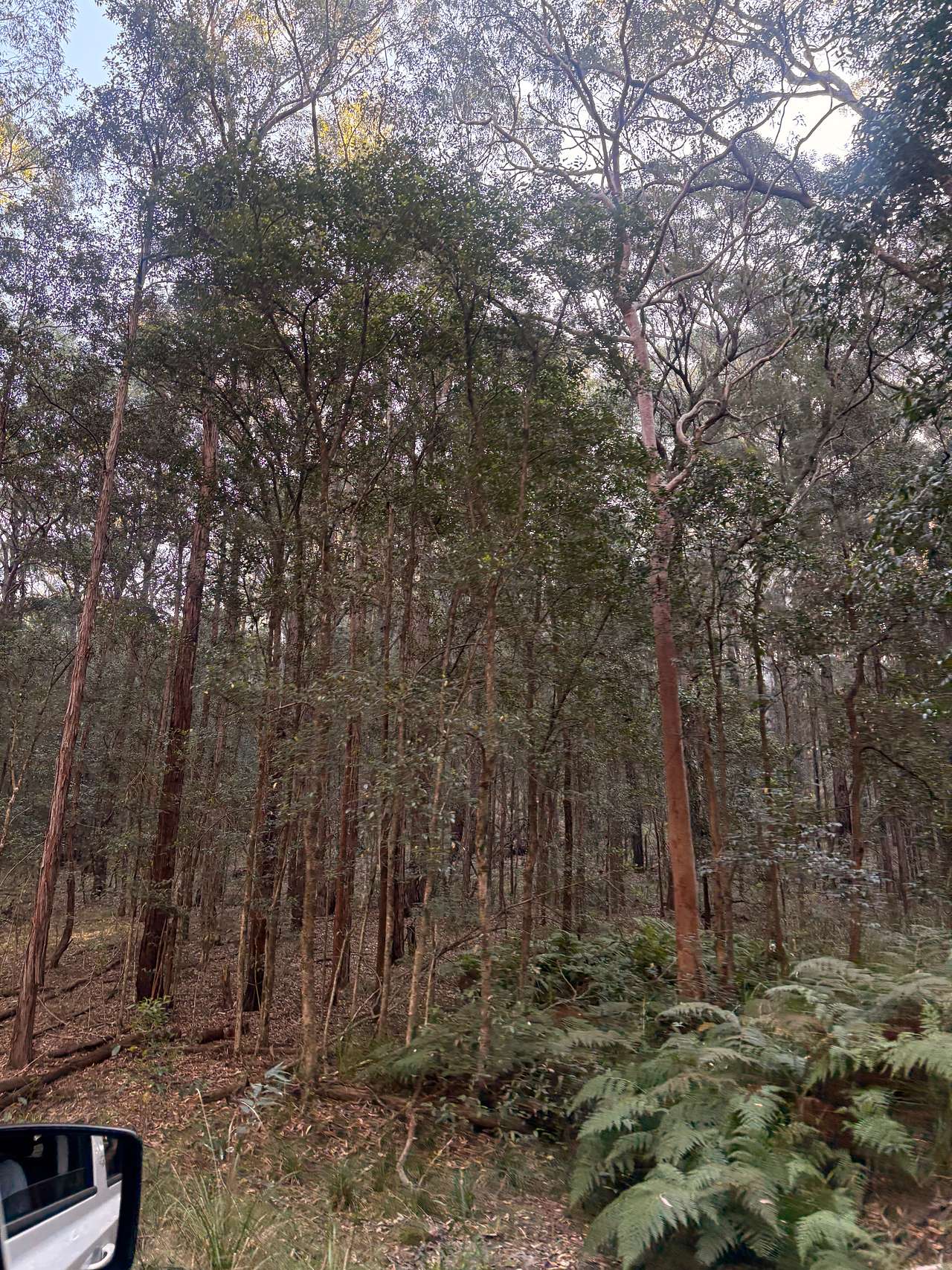 Mt Nellinda Campsite