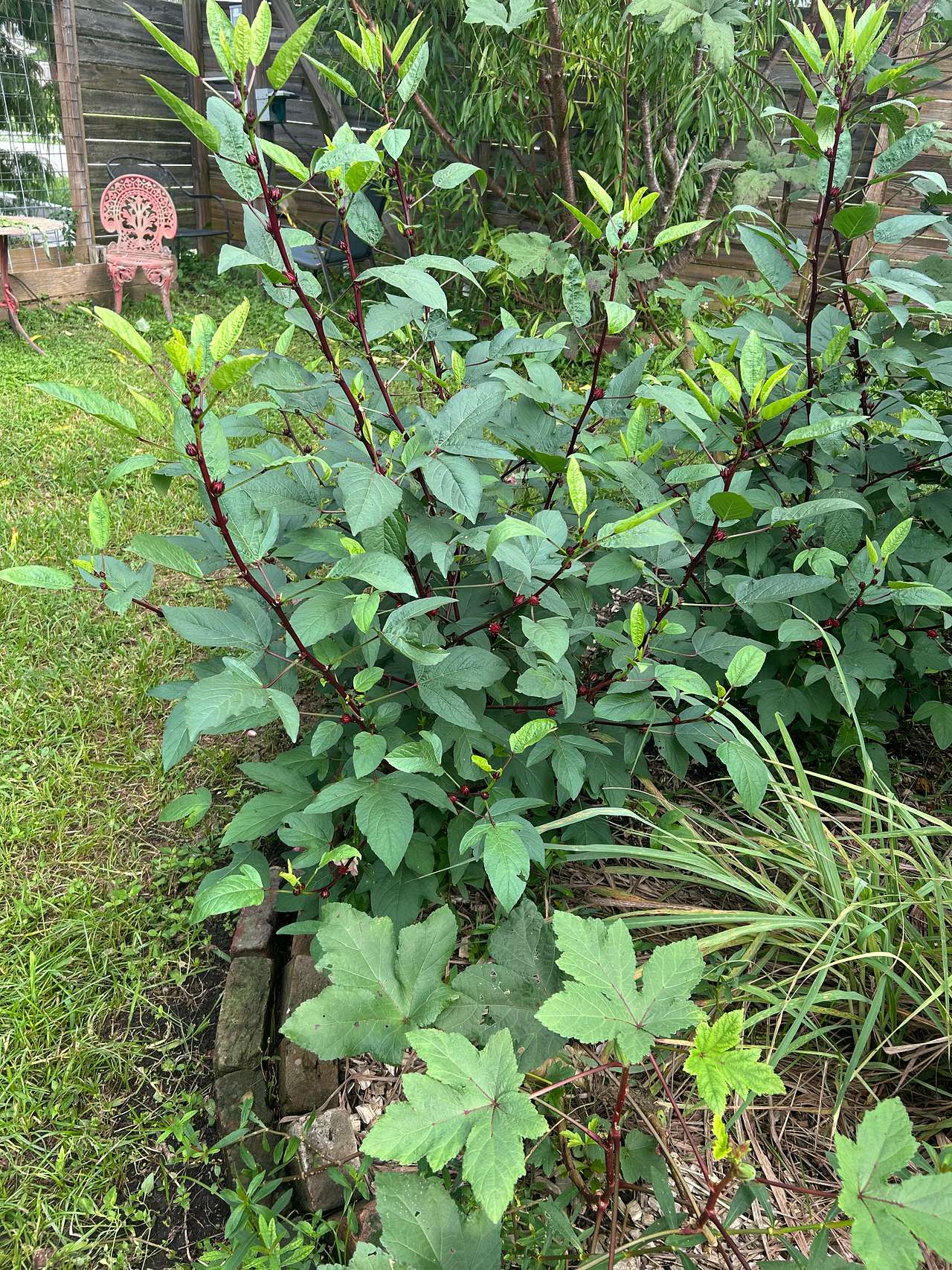 Pelican Gardens