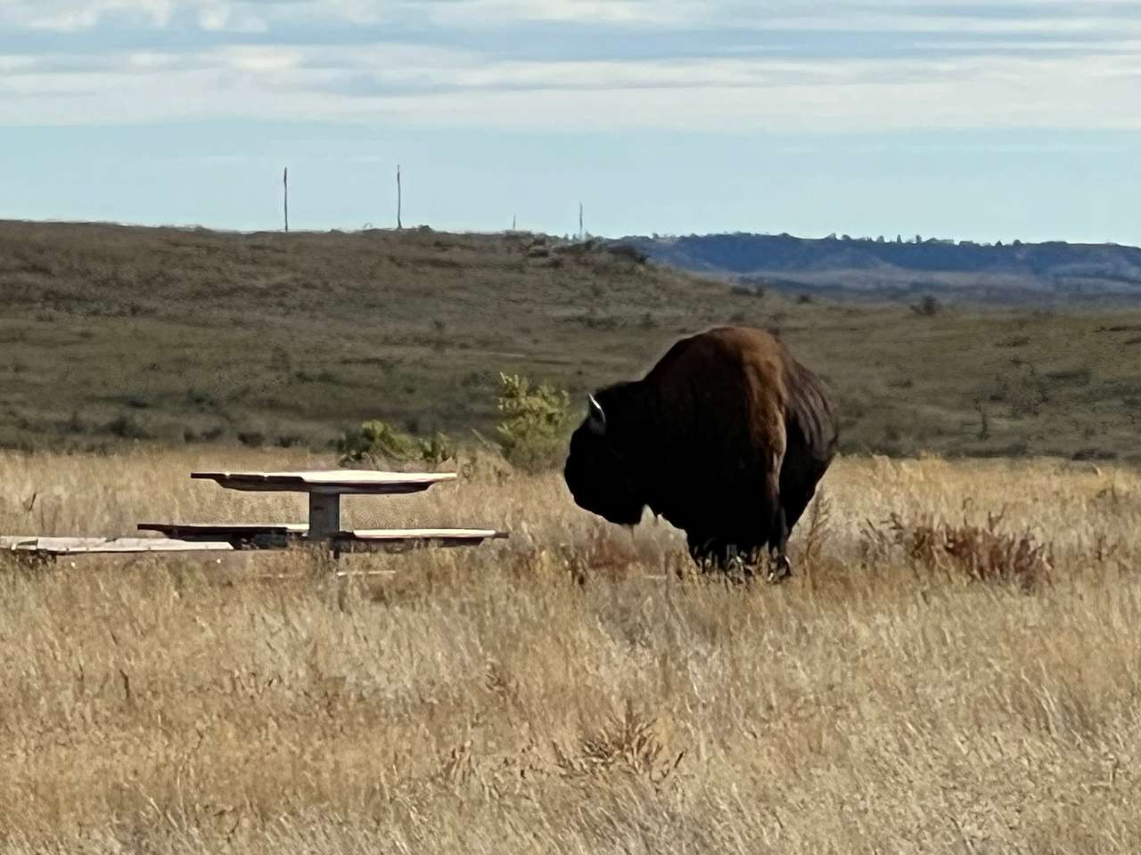 Buffalo at buffalo camp.😁