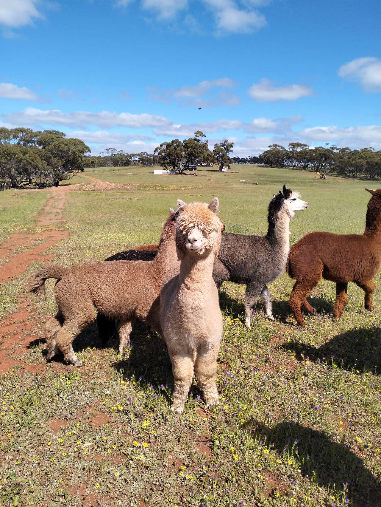 Sandalwood Downs  Farm Stay Toodyay