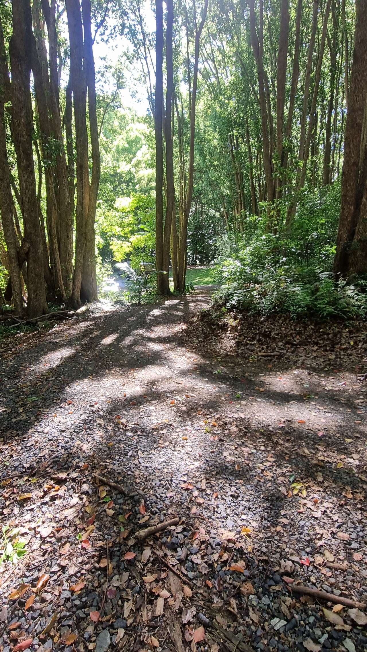 Fern gully Creek, Coorabell