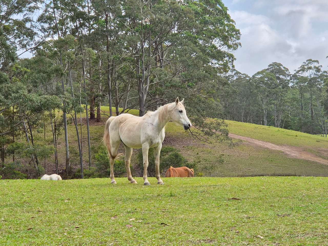 Wootton Arabian Stud Farmstay