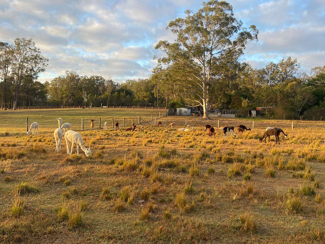 Macallon Farm Stay