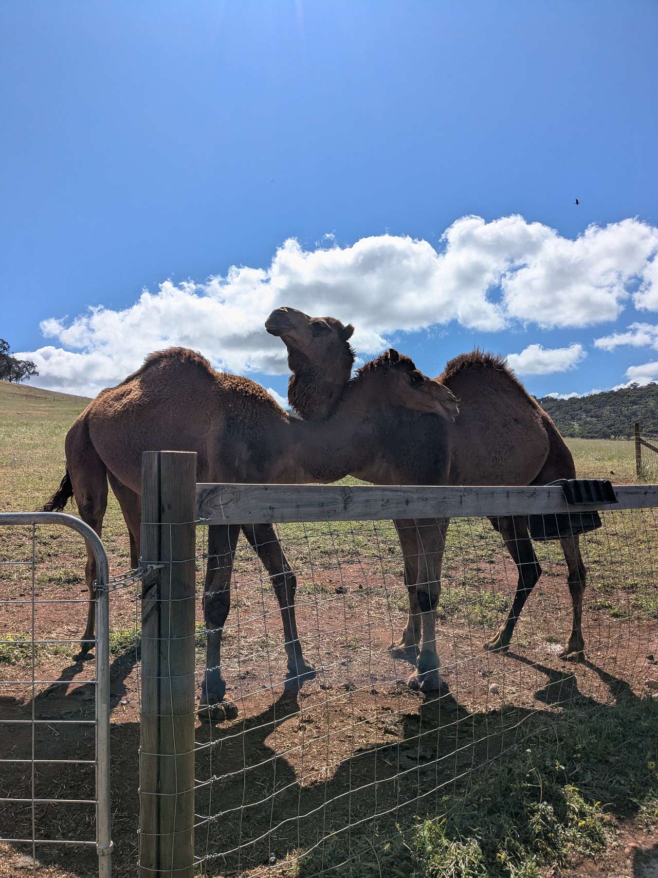 Sandalwood Downs  Farm Stay Toodyay