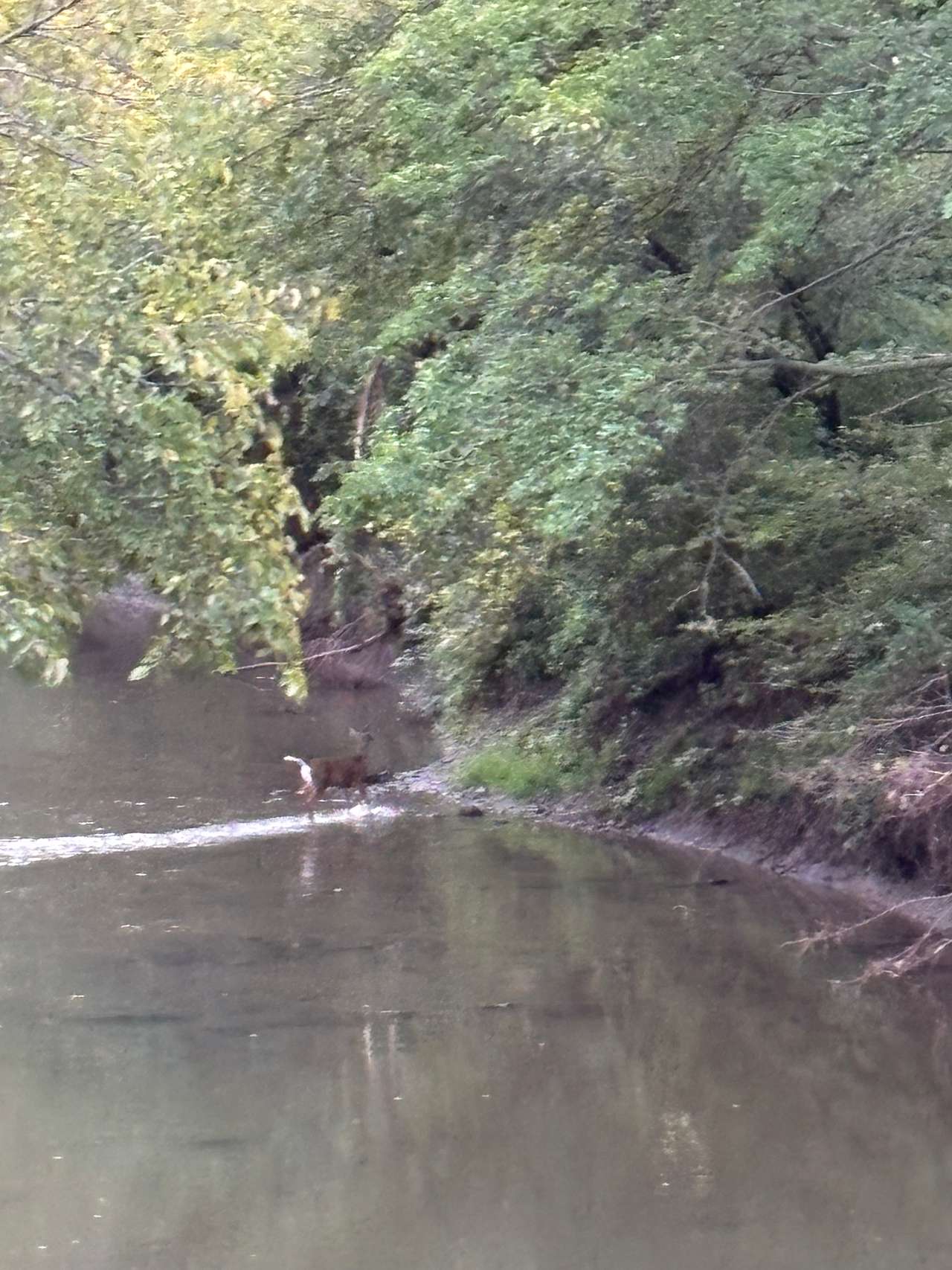 Capture some deer crossing the river.