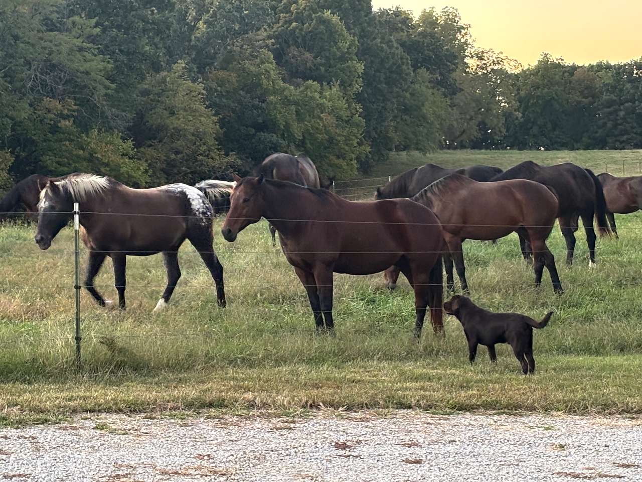 Chubbs loves to be around horses