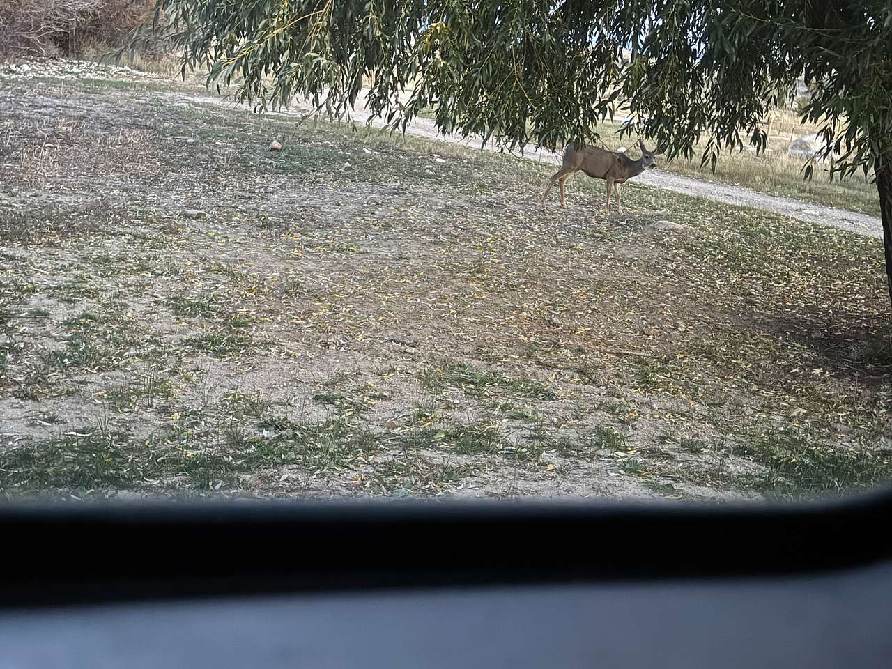 Deer outside the trailer window