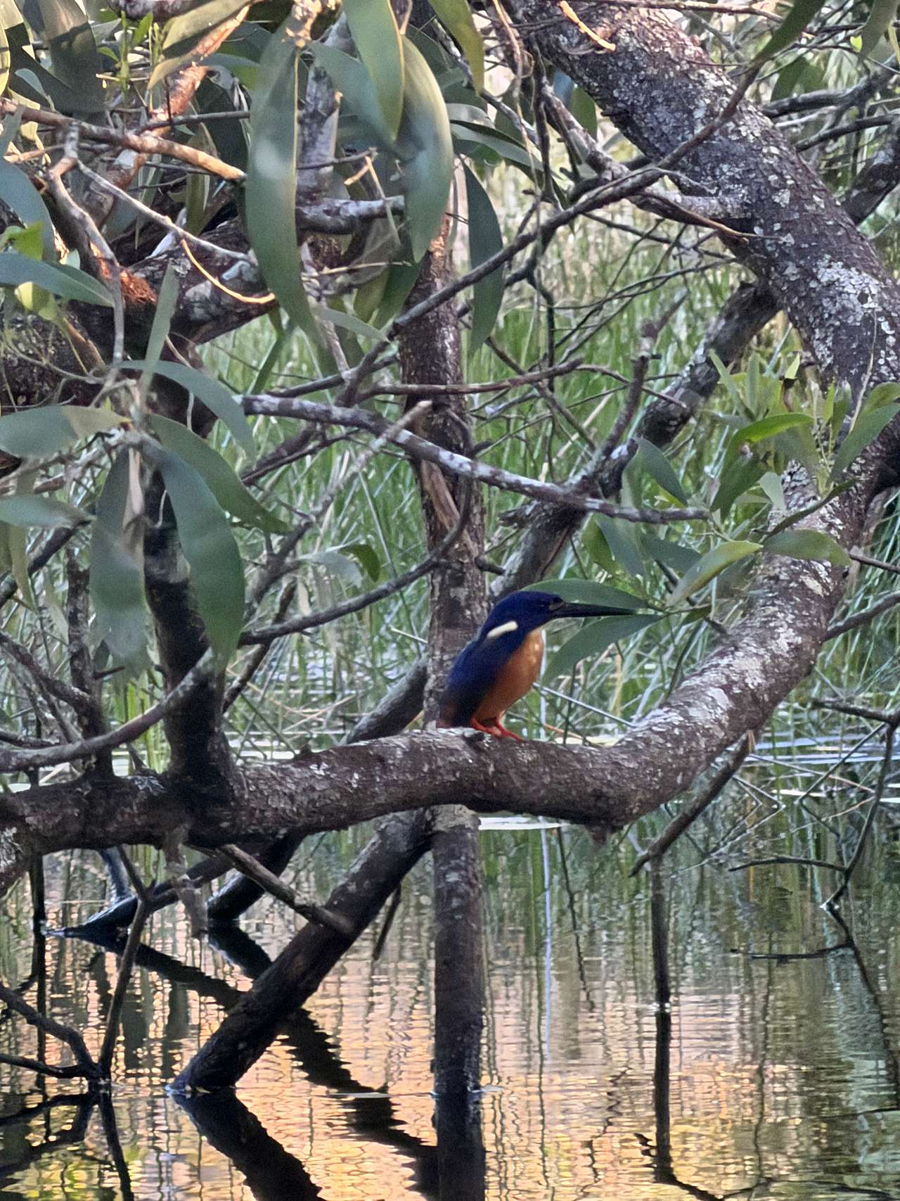 Azure Kingfisher