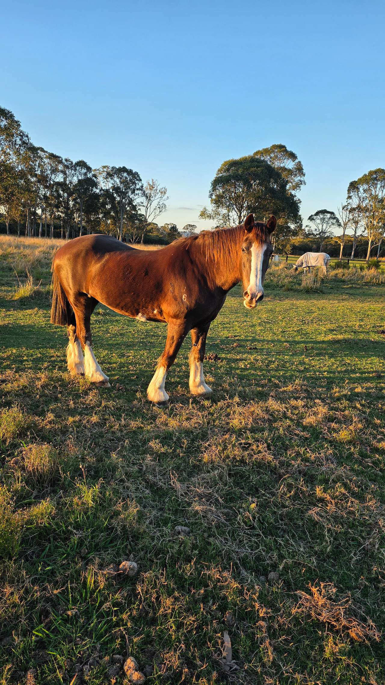 Emerald Park Equine