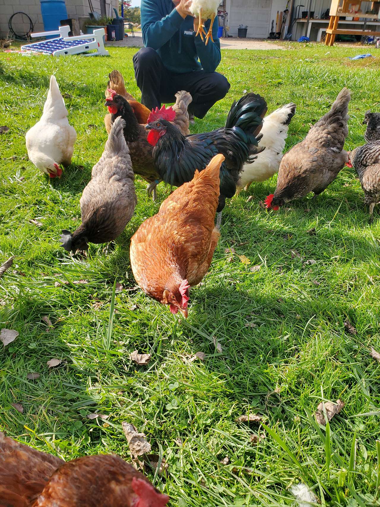 Faron Woods Farm