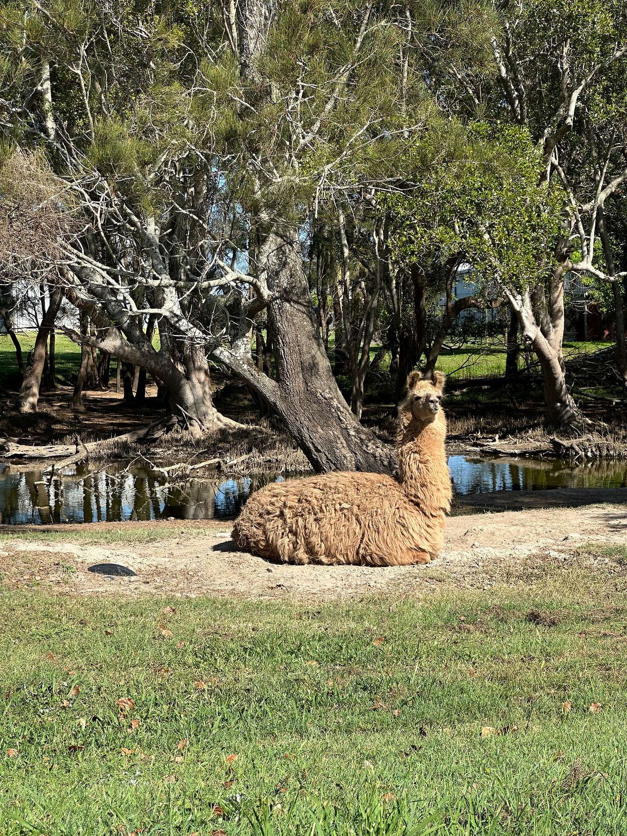 Cardiff Alpacas
