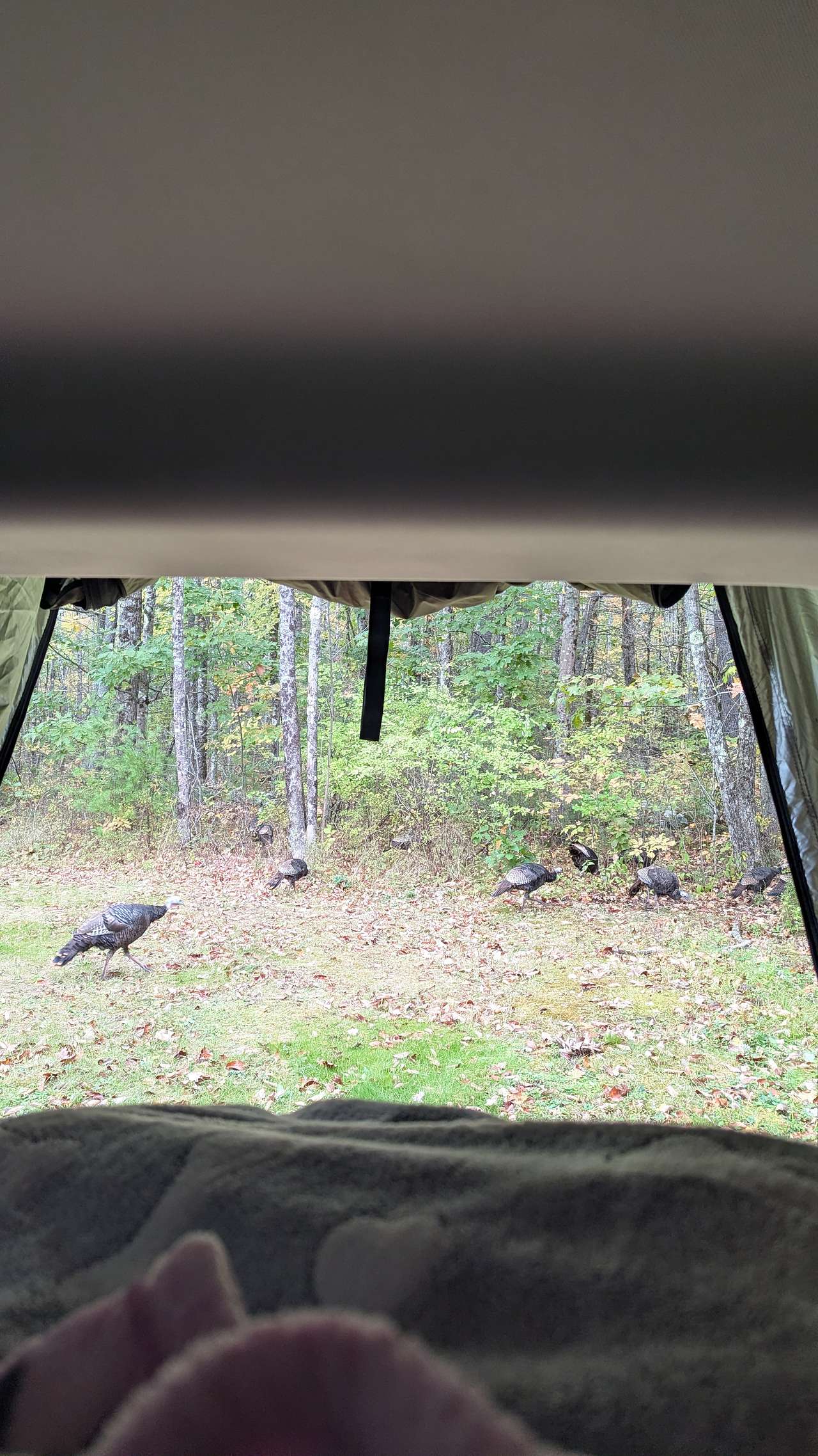 Morning visitors.