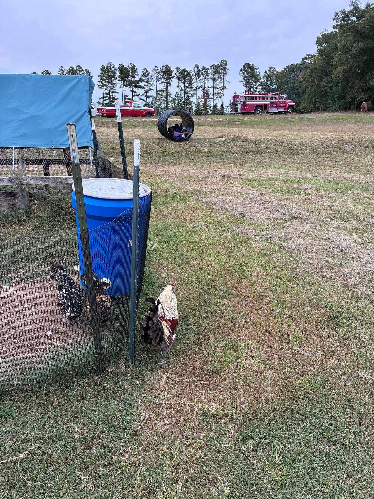 The Pint Sized Pasture