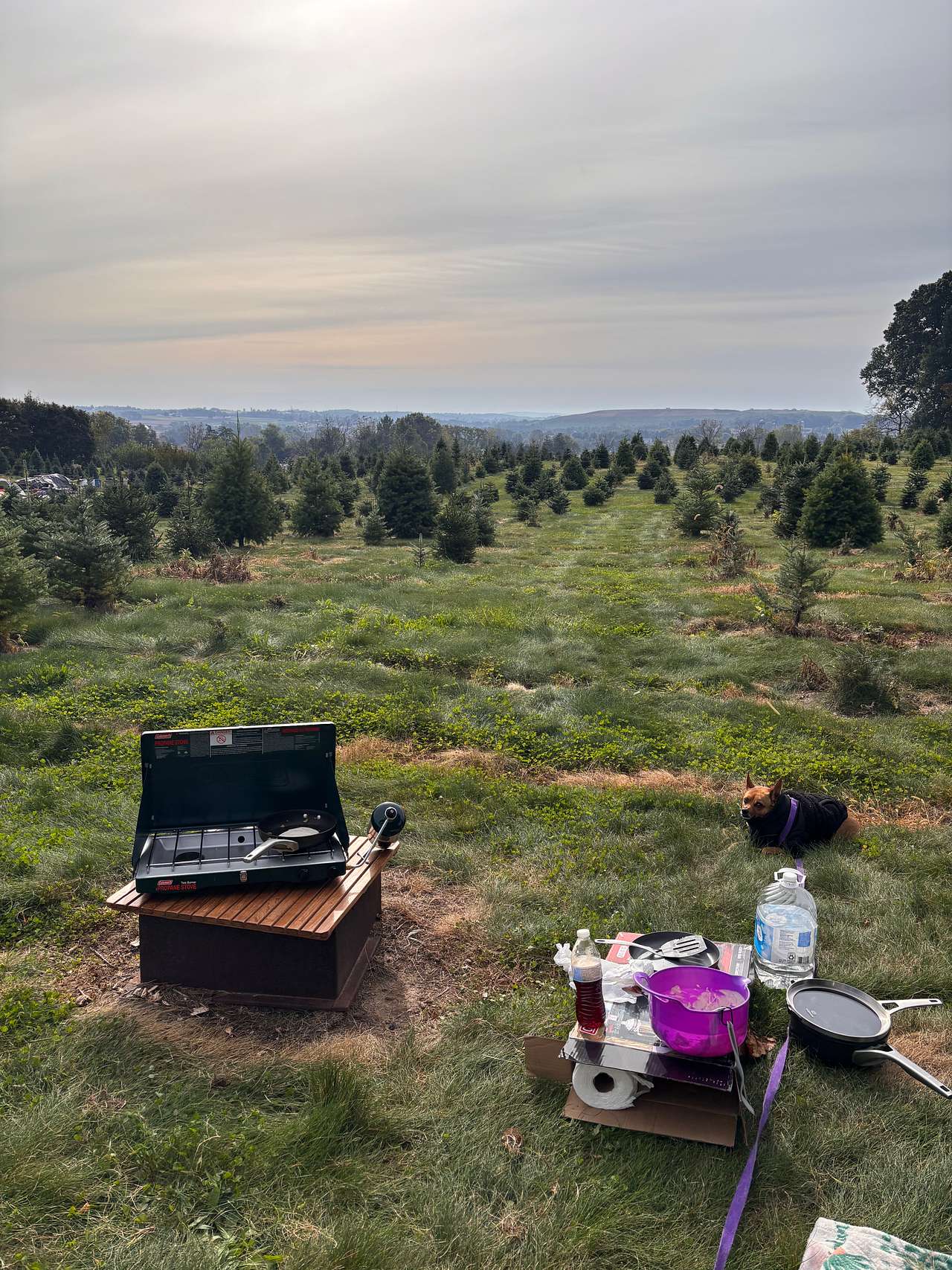 Christmas Tree Farm with Views
