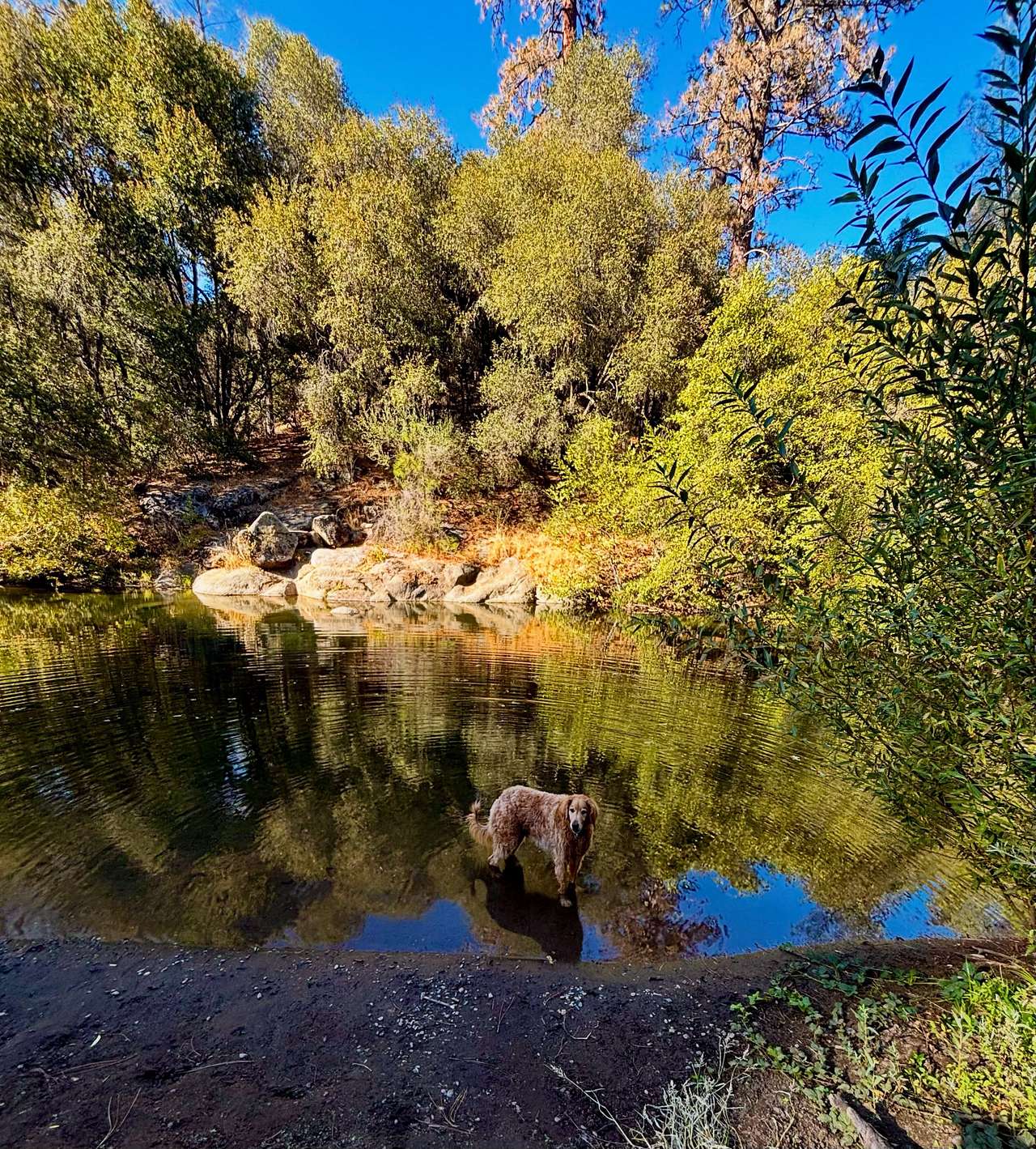 Cosumnes River Somerset Camp