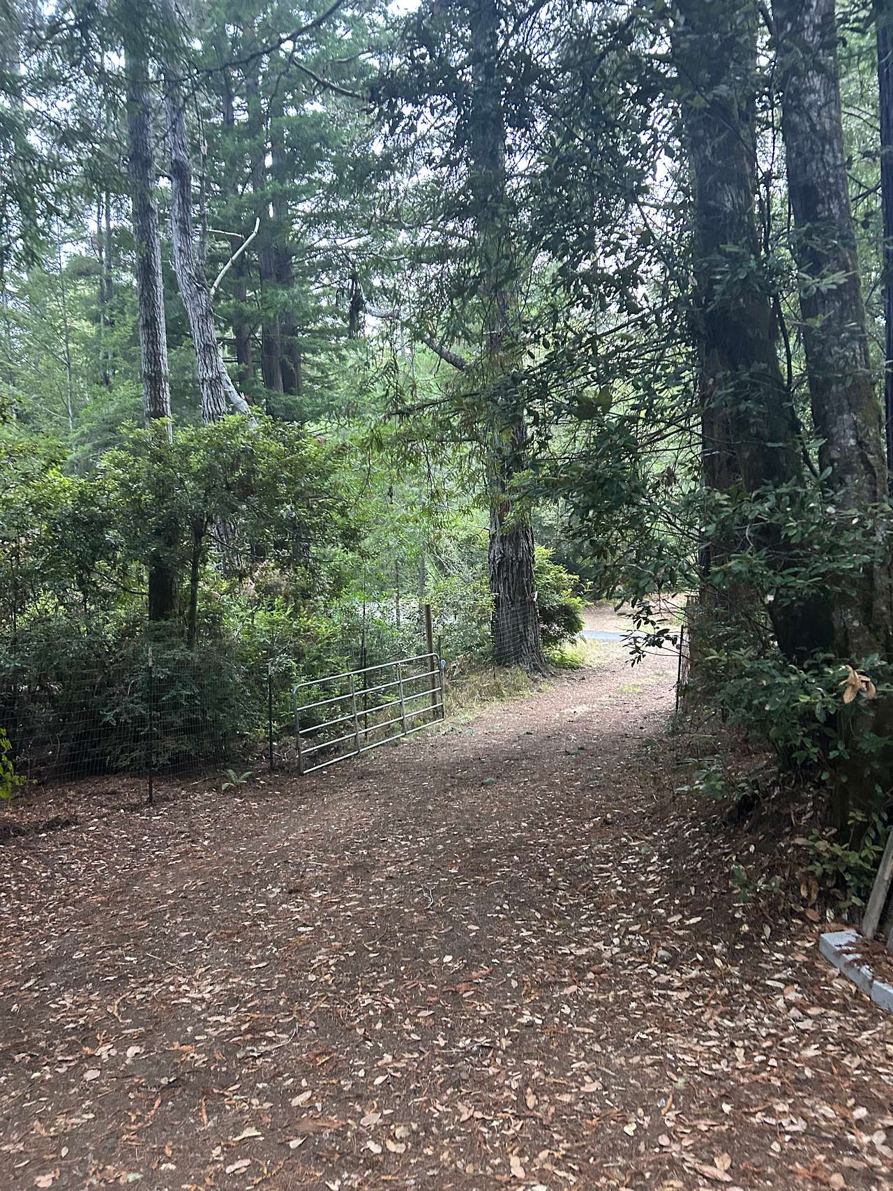 Redwood Forest Raven Haven