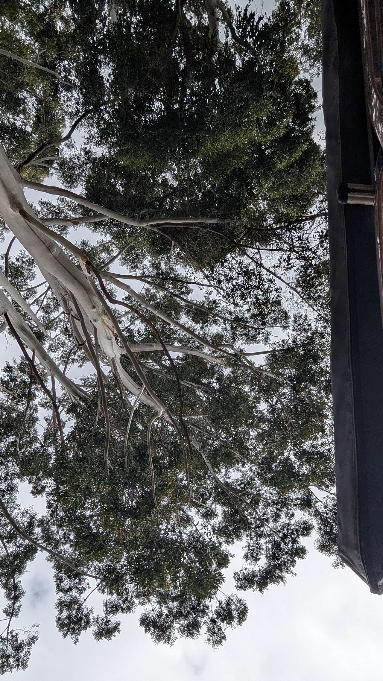 The Forest Lodge Resort